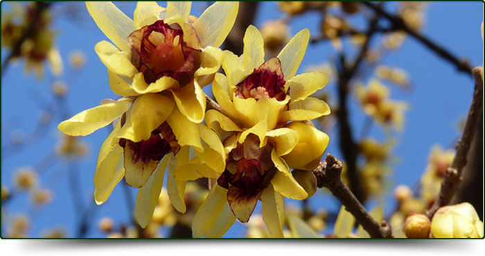 Chimonanthus