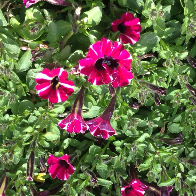 Petunias, surfinias, Potunias, Scallitunias y las Million Bells.