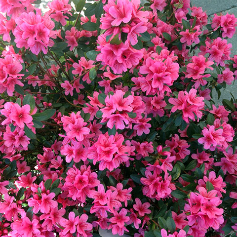 Azaleas Japonicas