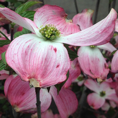 Cornus florida Rubra