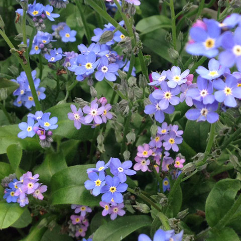 Myosotis palustris