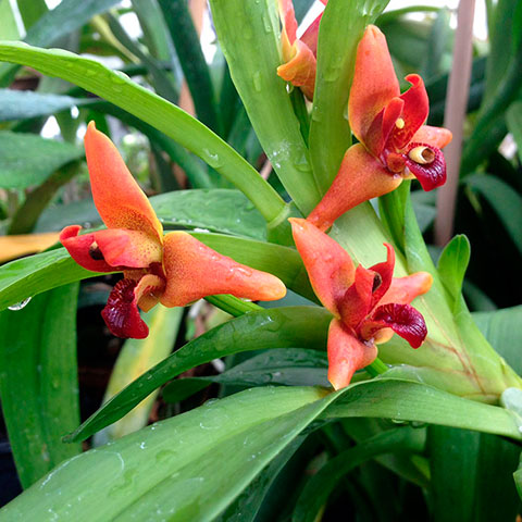 curso de orquídeas