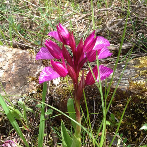 orquideas peninsula iberica