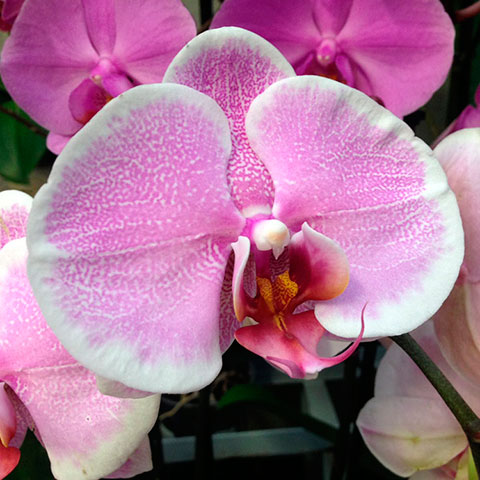 Orquídea Phalaenopsis