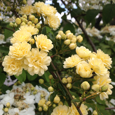 Rosal Banksia