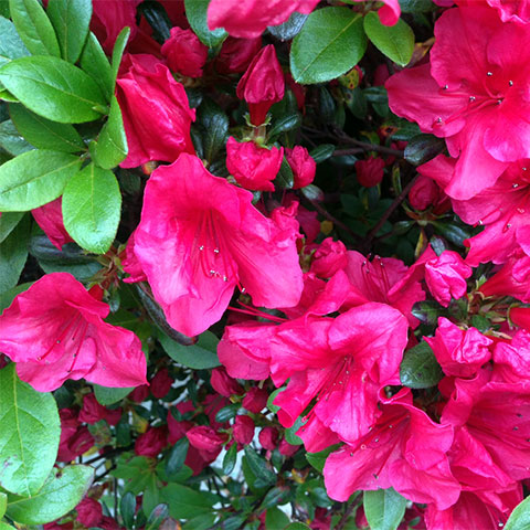 azaleas en flor