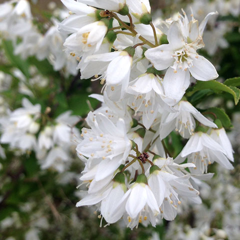 Deutzia gracilis