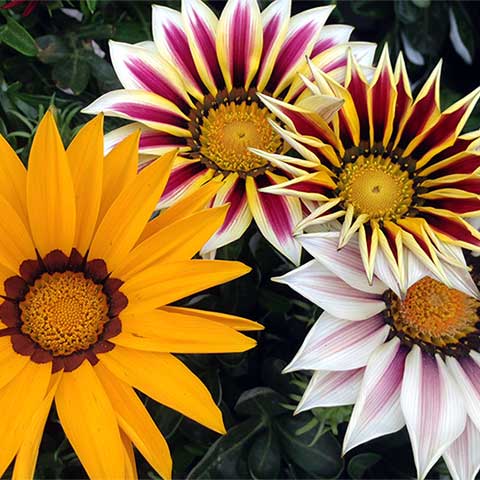 gazania-hibrida