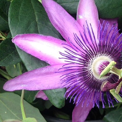 passiflora-caerulea