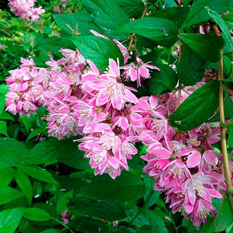 deutzia kalmiflora