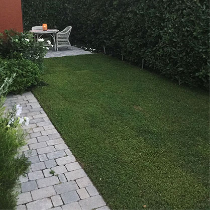 Colocación de Dichondra repens en tepes en un pequeño jardín en Madrid.