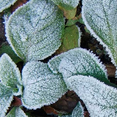 Cómo proteger las plantas de las heladas