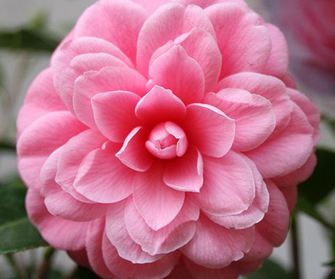 camelia