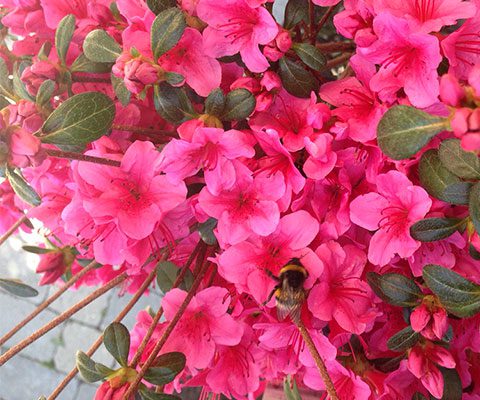 azaleas