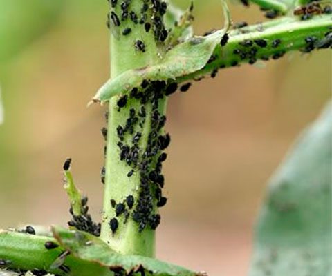 primeras-plagas-de-primavera-en-el-jardín